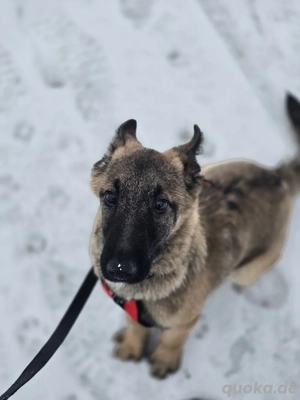 Hund dringend in gute Hände abzugeben 