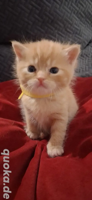 Sibirische Waldkatzenmix Kitten 