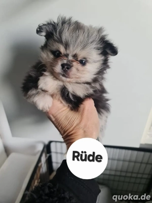 Wuschel sucht ein neues zuhause