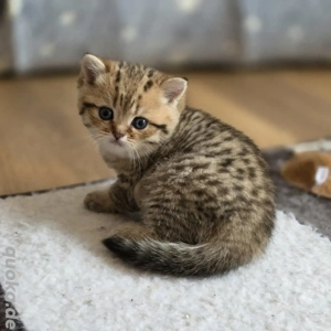 Bkh Kitten vom Züchter mit Stammbaum