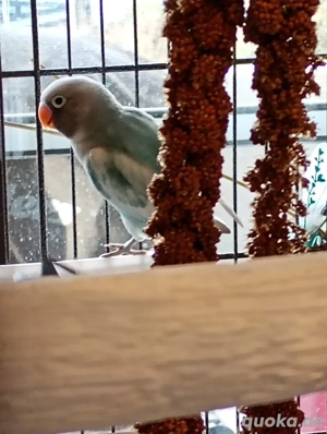 Gebe 2 NZ aus November 2025 ab Bild 3