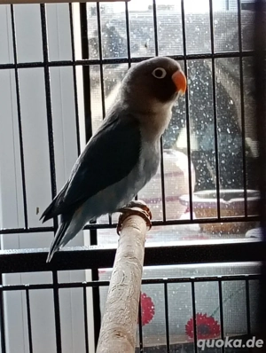 Gebe 2 NZ aus November 2025 ab Bild 5