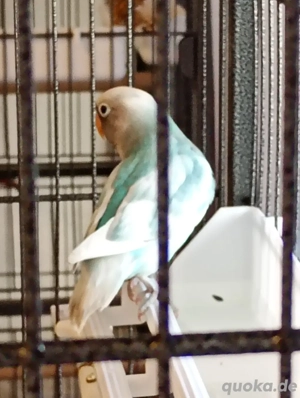 Gebe 2 NZ aus November 2025 ab Bild 2