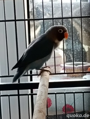 Gebe 2 NZ aus November 2025 ab Bild 4