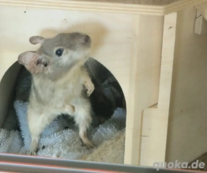 Degu Bobi (6 Jahre alt, w) sucht liebevolles Zuhause