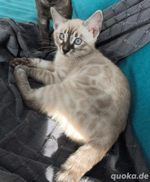 snow charcoal bengal kitten