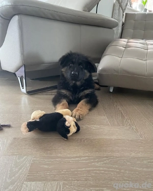 Deutscher Schäferhund