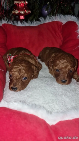 Verkaufen Toy Pudel Welpen Rot (m)