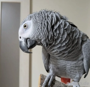 Gezähmtes afrikanisches graues Paar zum Verkauf 