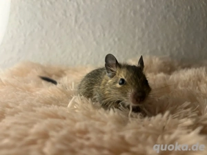 Degu Weibchen