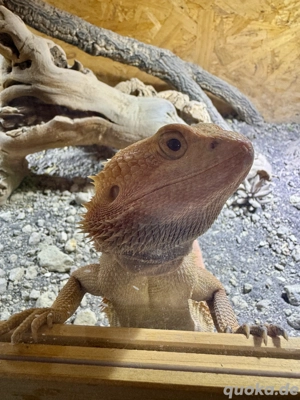 Bartagame sucht liebevolles Zuhause