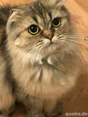 Maine Coon und Britisch Kurzhaar Katzen suchen dringend ein neues Zuhause