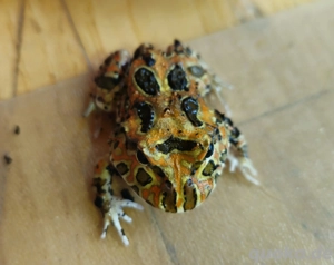 Ceratophrys Cranwelli Nachzuchten