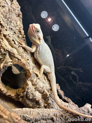 Bartagame Zero Leatherback Bild 3