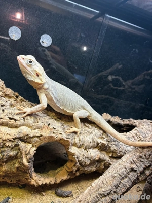 Bartagame Zero Leatherback Bild 2