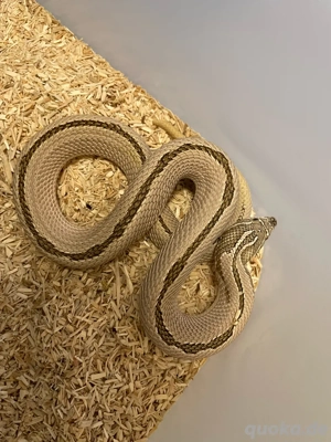 Hakennasennatter adult weibchen (Heterodon nasicus) Arctic superconda reverse stripe rarität