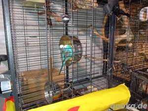 Wellensitich parchen 