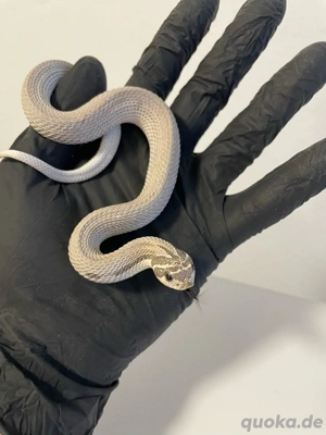 Hakennasennatter Männchen (Heterodon nasicus) Axanthic superconda het Toxic 