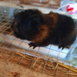 Peruaner Meerschweinchen 