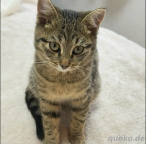 Zauberhafte Babykatzen suchen Für immer Zuhause