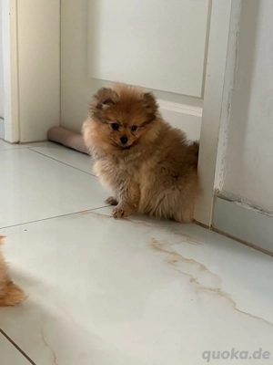 pomeranian welpen