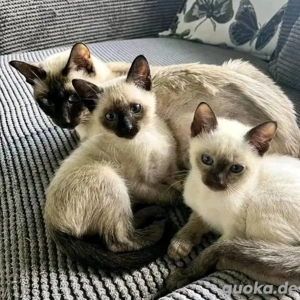 entzückende Siamkätzchen suchen ein liebevolles Zuhause