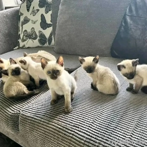 Unser kleines Siamkätzchen