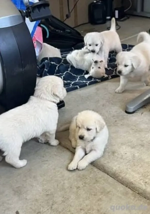 Süße und bezaubernde 14 Wochen alte Golden-Retriever-Welpen suchen ein liebevolles Zuhause. Meine Wh