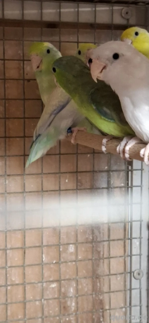 Blaugenick Sperlingspapageien 