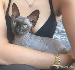 Sphynx sucht neues Zuhause   