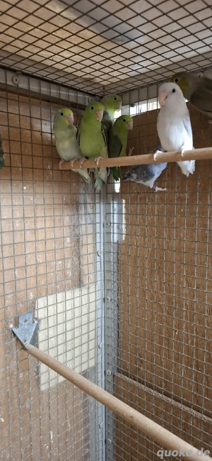 Blaugenick Sperlingspapageien 