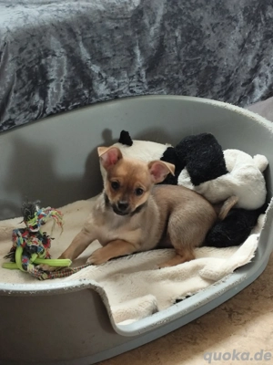 russisch Toy Terrier Chihuahua Welpen suchen ein Zuhause für immer