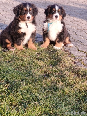 Bernersennenwelpen suchen ein neues Zuhause
