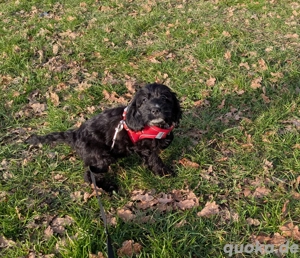 Hübsche Cockapoowelpen 