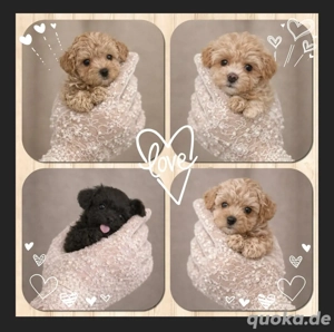 Exklusive Maltipoo Welpen
