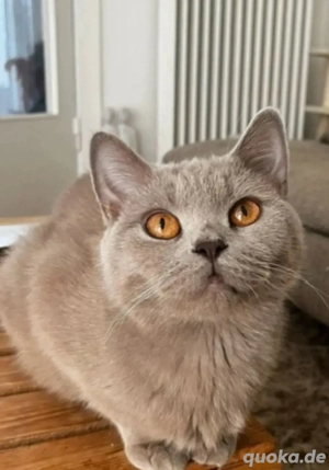 Britisch Kurzhaar Lilly sucht ein neues Zuhause   