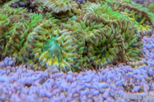 Fungia Rainbow Korallenableger Meerwasser 