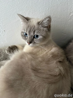 Liebevolles Zuhause gesucht