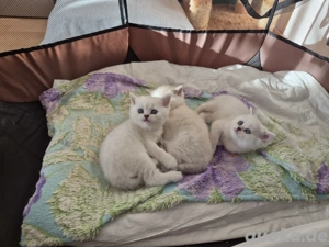 Britisch Kurzhaar BKH  Kitten Reinrassig 