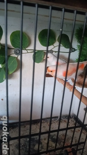 2 Rot mosaik Kanarien 