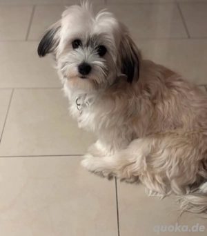 Malteser Havaneser Mix