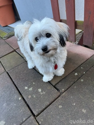 Malteser Havaneser Mix