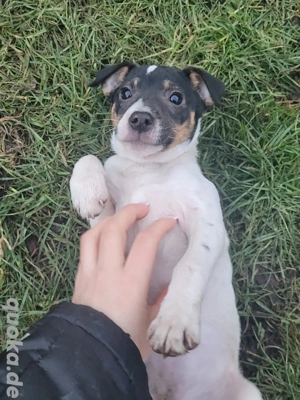 Jack Russell mädchen 