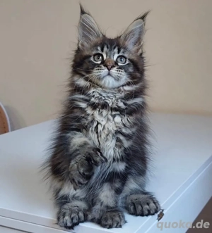 unser wunderschönes Maine-Coon-Kätzchen