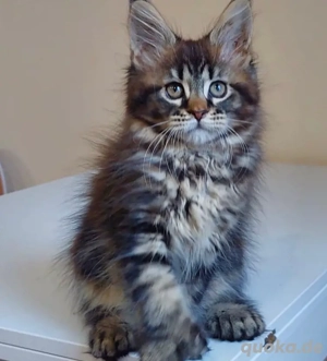 wunderschönes Maine-Coon-Kätzchen