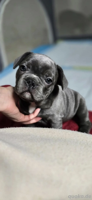    Französische Bulldoggen-Welpen