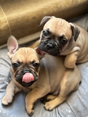 Unser letzter Frenchie-Junge sucht sein Für-immer-Zuhause   