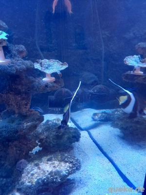 wimpelfisch zu verkaufen 