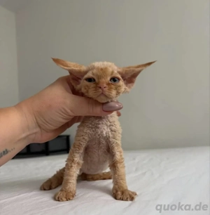 entzückendes Devon Rex Kätzchen