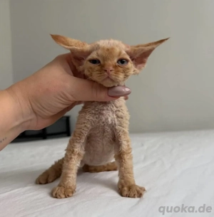 Unser entzückendes Taubenkätzchen steht zum Verkauf